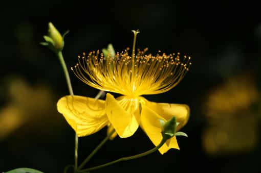 ��˿�ҡ�����ͼ