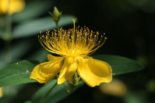 ��˿�ҡ�����ͼ