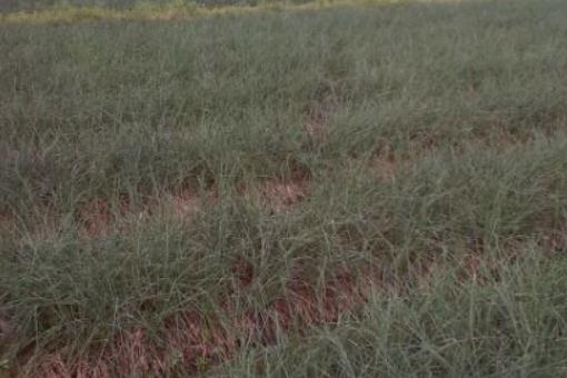 ˊͷ��������