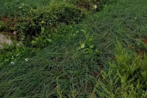 ˊͷ��������