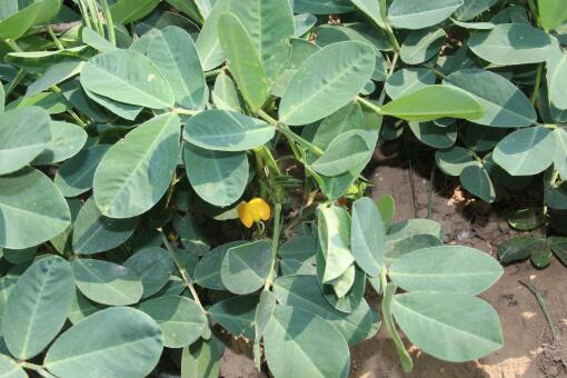 ����������ͼ