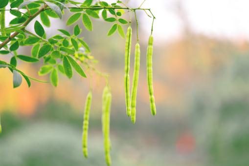 ���ǡ�����ͼ