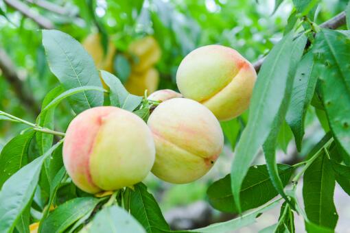 ͥԺ��-��ͼ��