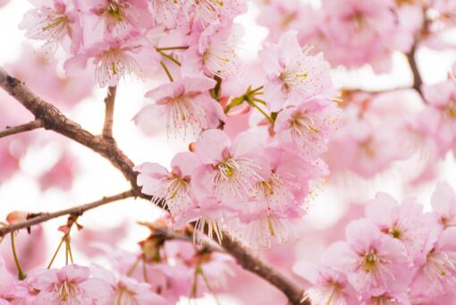 ӣ��-��ͼ��