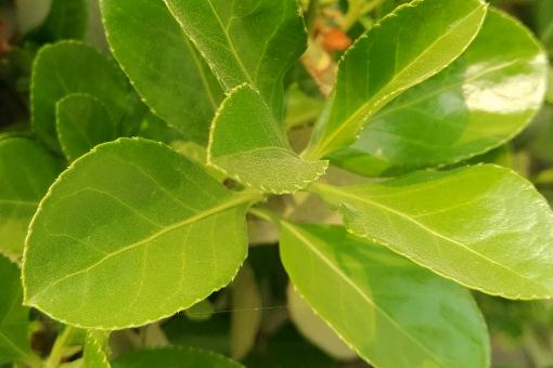 �������ͼ