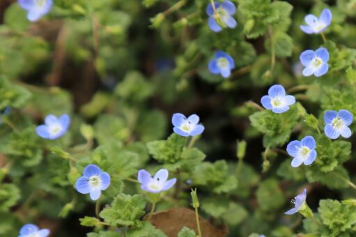 �����ɡ�����ͼ