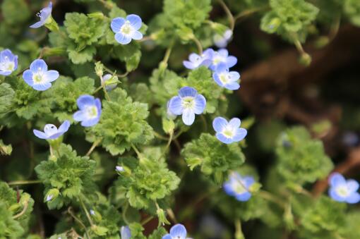 �����ɡ�����ͼ