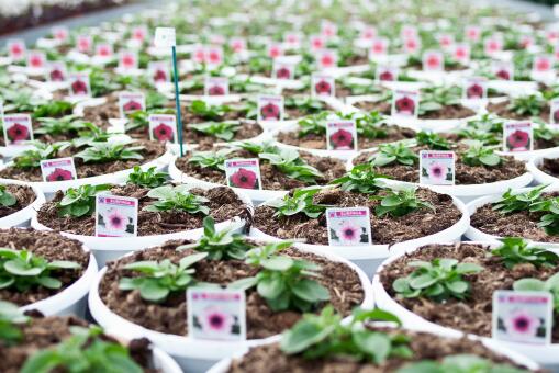 ��ǣţ������ͼ