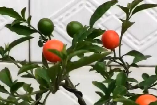 ɺ����������ͼ