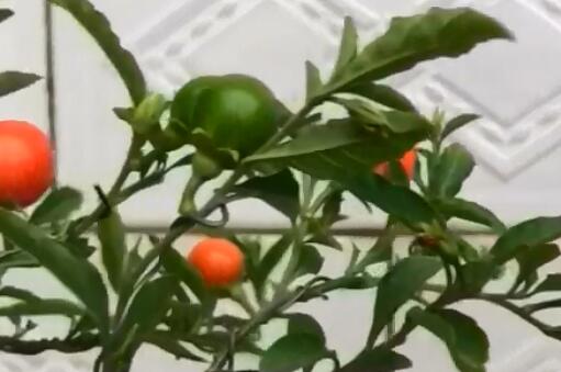 ɺ����������ͼ