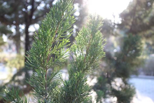 ����������ͼ