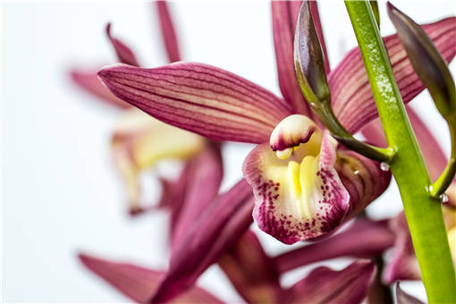 Ҹ������ô��ֳ-��ͼ��