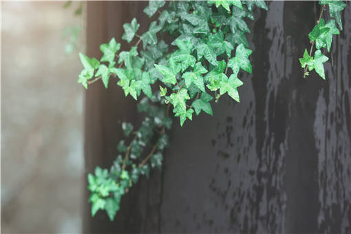 ��������ֳ-��ͼ��