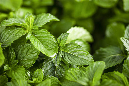 ������ֲͷ���ڹ���-��ͼ��