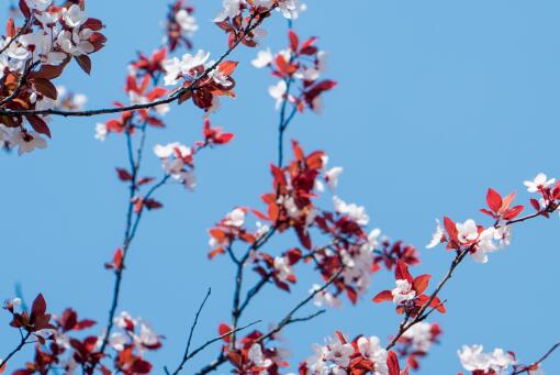 ��Ҷ�����ͼ