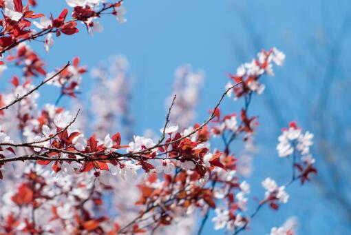 ��Ҷ�����ͼ