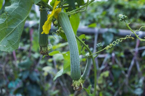 ˿�ϡ�����ͼ