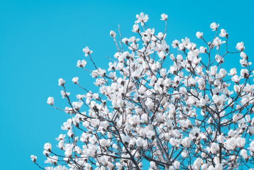 ������������ͼ