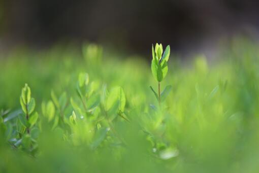 ����������ͼ