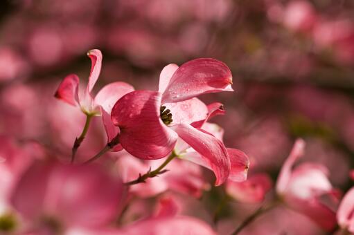 ɽ���ǡ�����ͼ