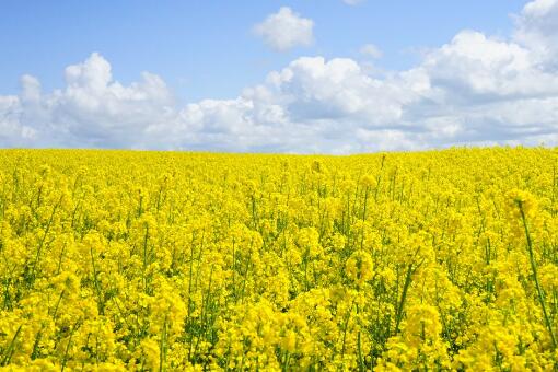 �Ͳ˻�������ͼ