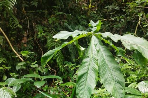 ������������ͼ