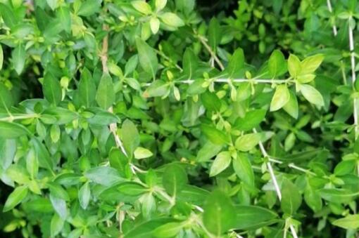 ܿ��ݡ�����ͼ