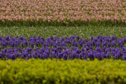 �����ӡ�����ͼ