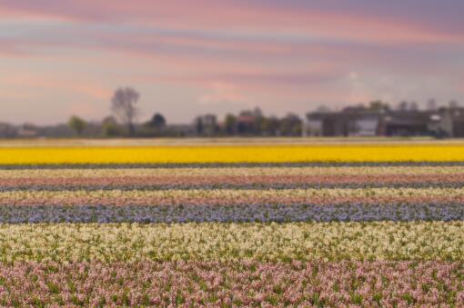 �����ӡ�����ͼ