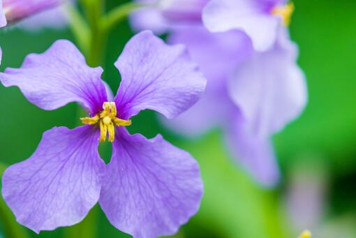 ������������ͼ