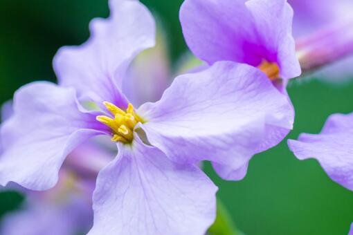 ������������ͼ