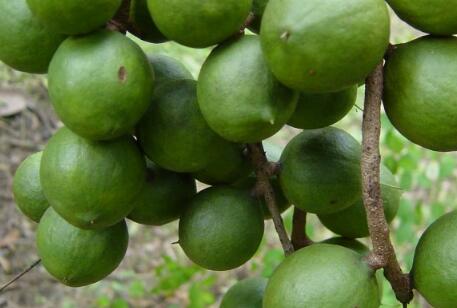 �����Ĺ�3