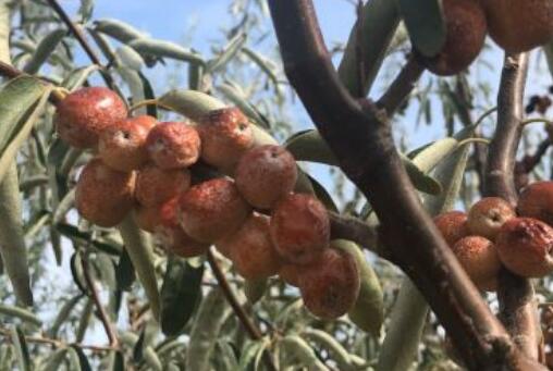 ɳ�桪����ͼ