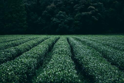 ��Ҷ������ͼ