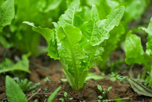 �������ڶ̵��߲�-��ͼ��