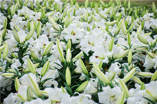 �ٺϻ�-��ͼ��