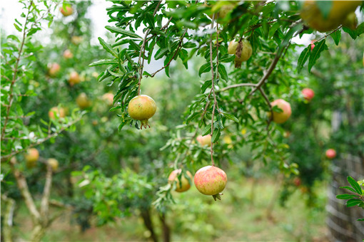 ʯ��-��ͼ��