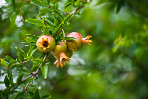 ʯ��-��ͼ��