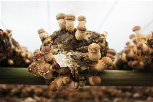 Ұ����-��ͼ��