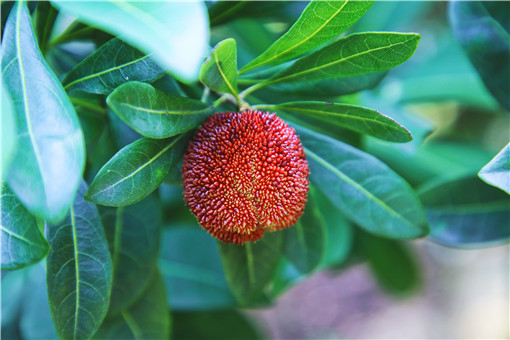 ������÷-��ͼ��