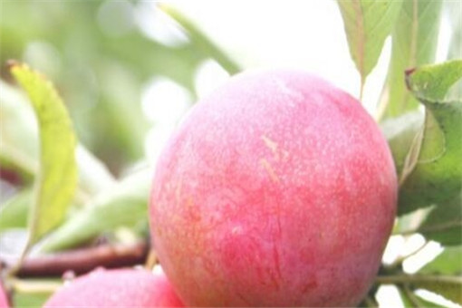 õ����-����