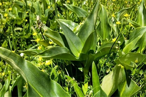 ��ܴ-����