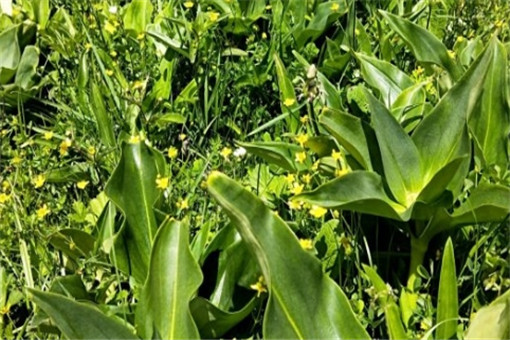 ��ܴ-����