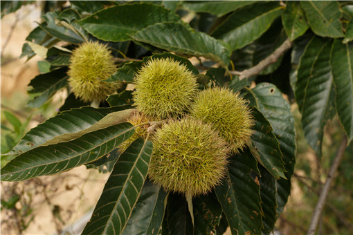 ������-��ͼ��