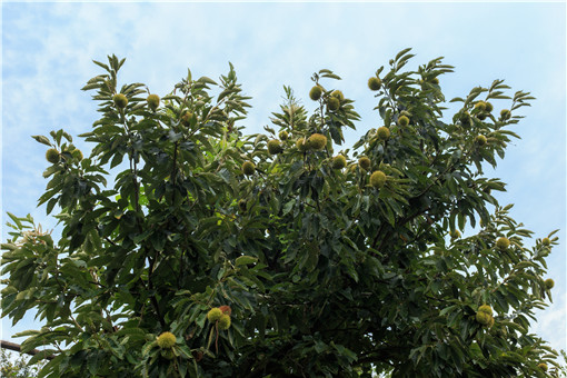 ������-��ͼ��