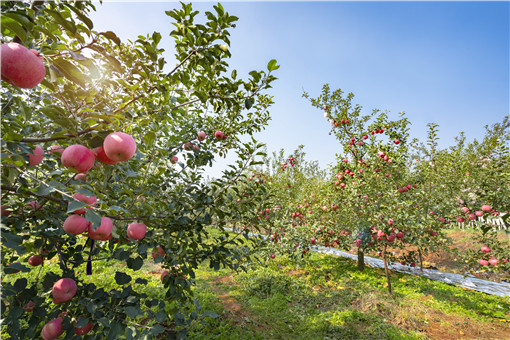 ��԰-��ͼ��