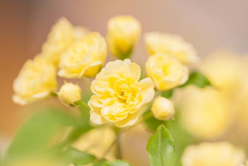 ľ�㻨������ͼ