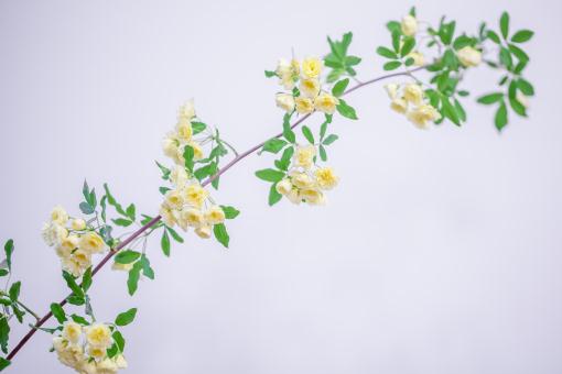 ľ�㻨������ͼ