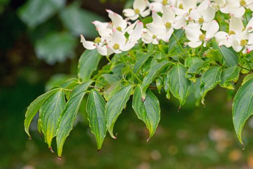 ���ǡ�����ͼ