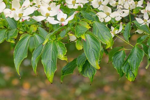 ���ǡ�����ͼ